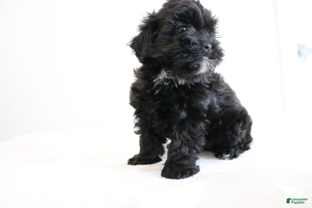 Shihpoo dogs for sale: Luna - Image 2