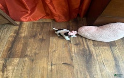 Yorkiepoo dogs for sale: Cherry - Image 9