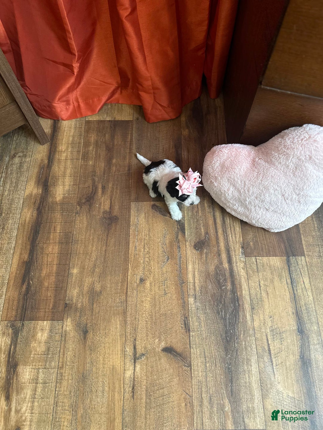 Yorkiepoo dogs for sale: Cherry - Image 9