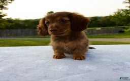 Miniature Dachshund dogs for sale: Skye - Image 11