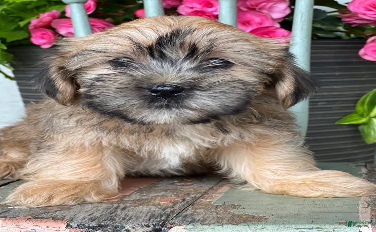 Shorkie dogs for sale - Ad 3