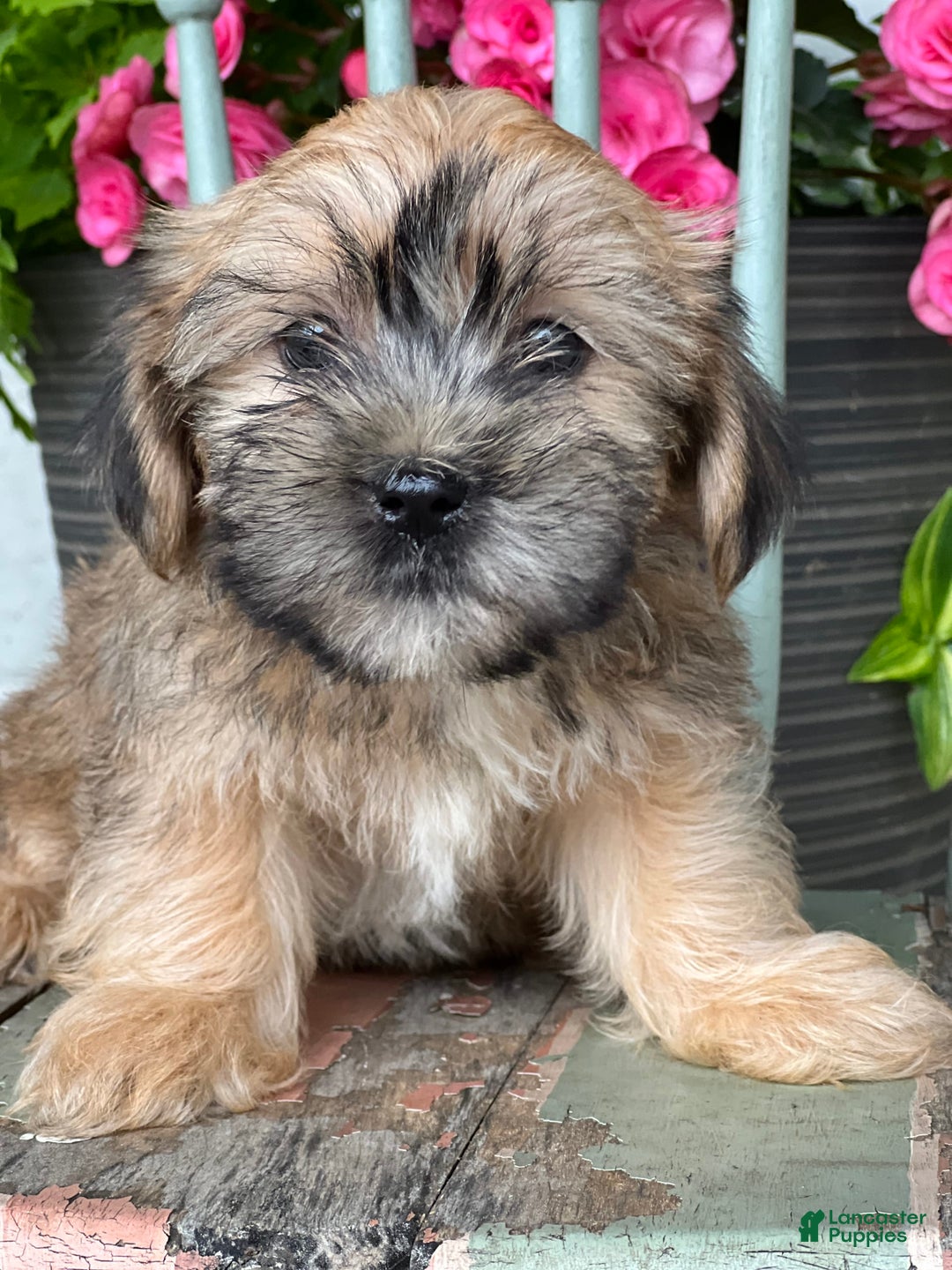Shorkie dogs for sale: Tony - Image 1