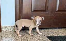 Italian Greyhound dogs for sale: Derek - Image 1