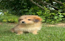 Yorkshire Terrier dogs for sale: Cooper - Image 8