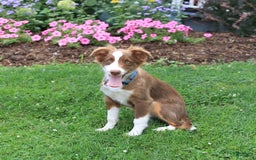 Miniature Australian Shepherd dogs for sale: Bozo - Image 9