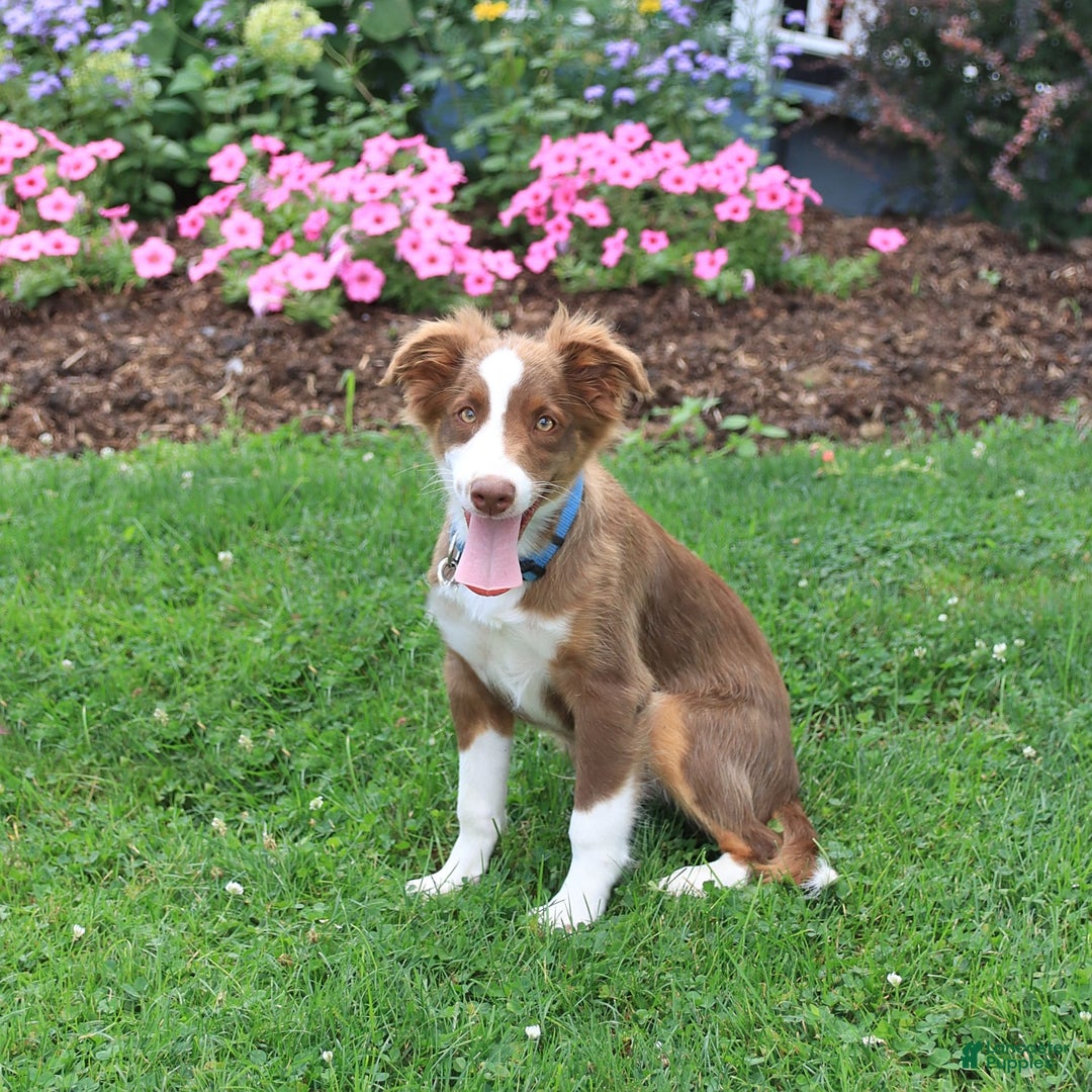 Miniature Australian Shepherd dogs for sale: Bozo - Image 9