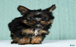 Yorkshire Terrier dogs for sale: Annabelle - Image 2