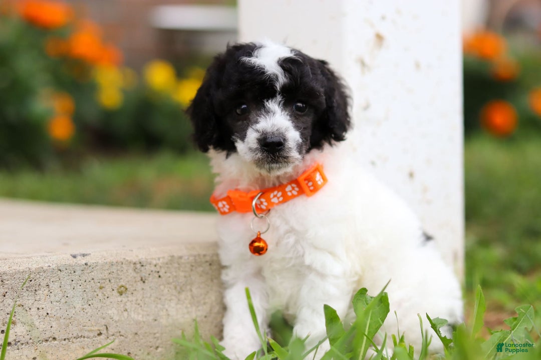 Miniature Poodle dogs for sale: Oreo - Image 15