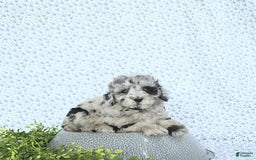 Mini Goldendoodle dogs for sale: Kash - Image 11
