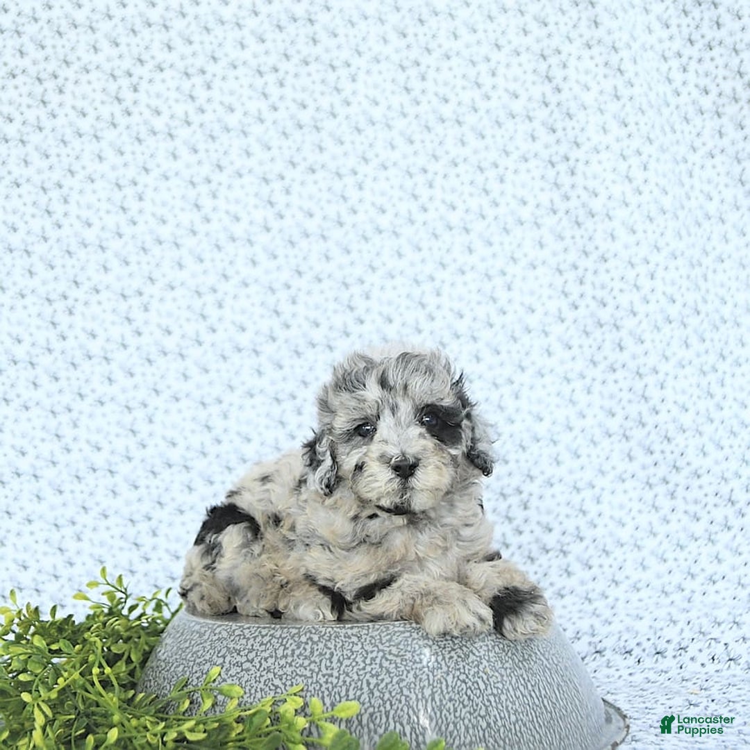 Mini Goldendoodle dogs for sale: Kash - Image 11