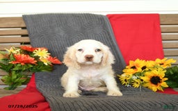 Cocker Spaniel dogs for sale: Pogo - Image 2