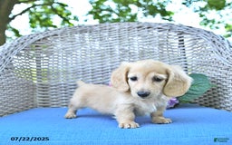 Miniature Dachshund dogs for sale: Luna - Image 2