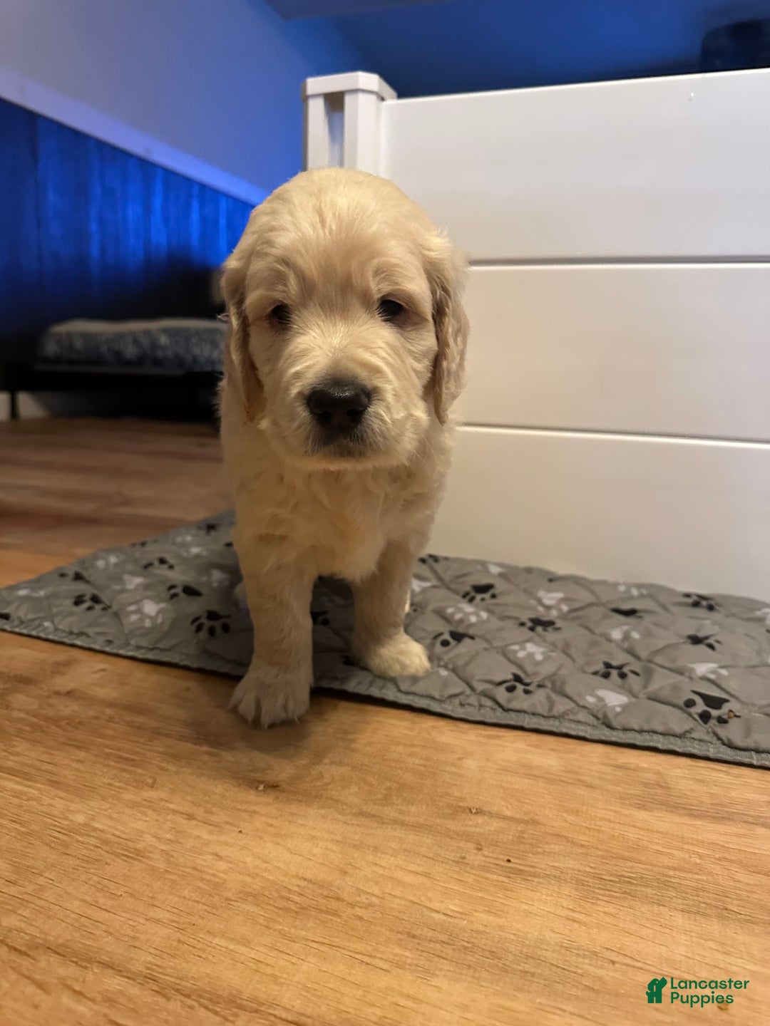 Goldendoodle dogs for sale: Chase F1b Goldendoodle - Image 1