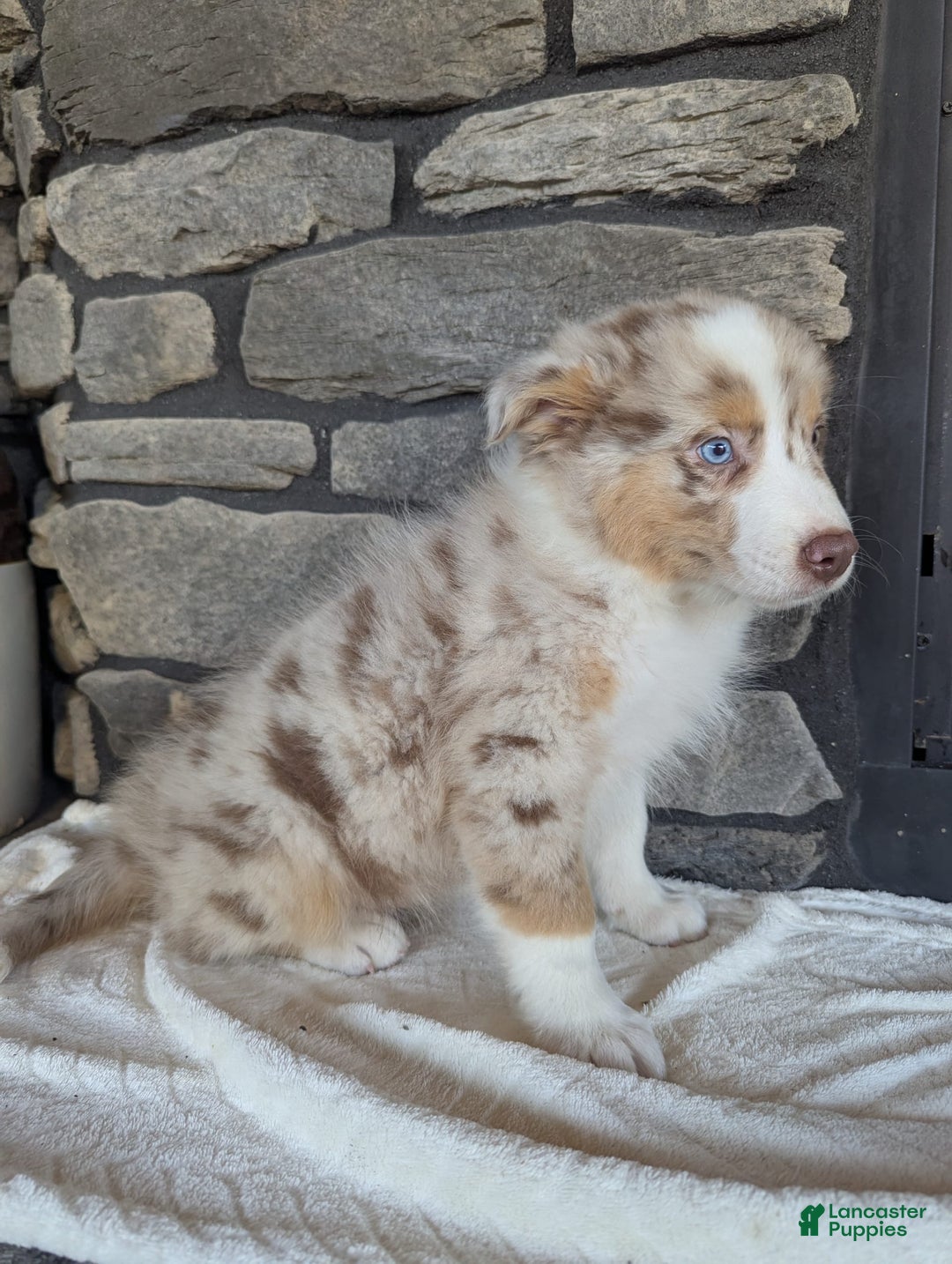 Australian Shepherd dogs for sale: Australian Shepherd 4 puppies - Image 20