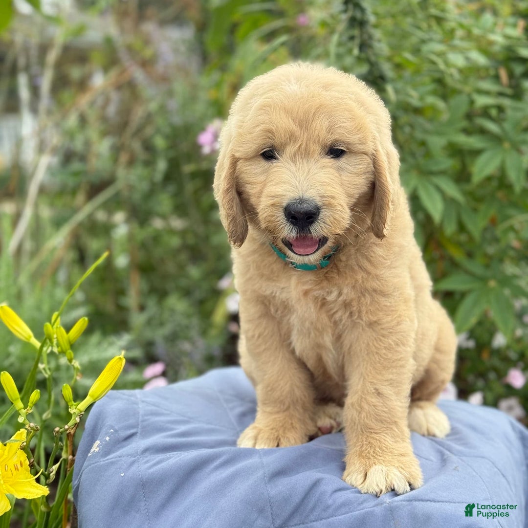 Goldendoodle dogs for sale: Jaden - Image 6