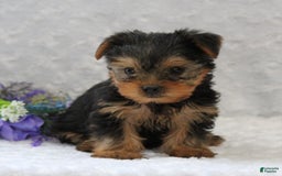Yorkshire Terrier dogs for sale: Lincoln - Image 4