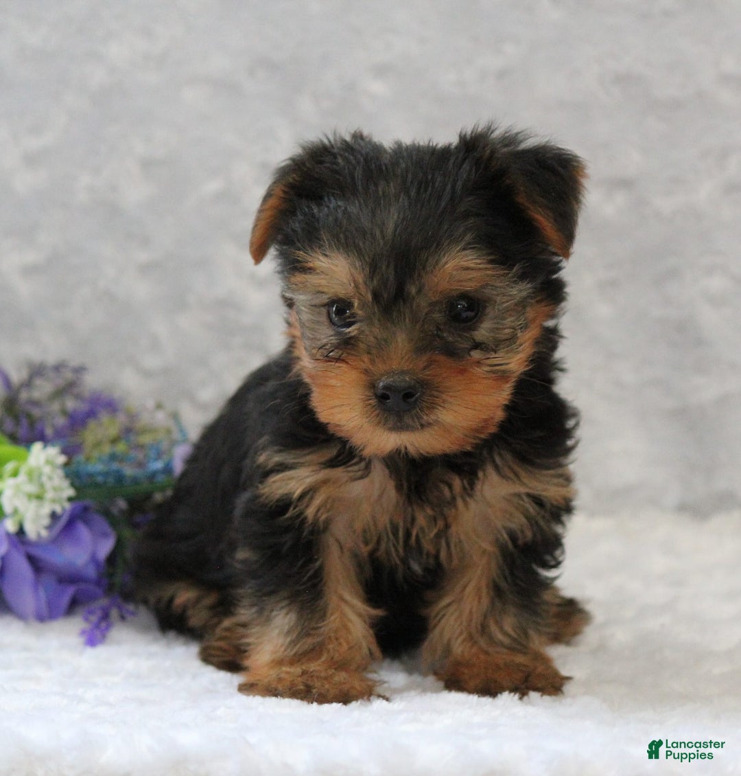 Yorkshire Terrier dogs for sale: Lincoln - Image 4