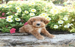Havapoo dogs for sale: Havapoo 5 puppies - Image 4