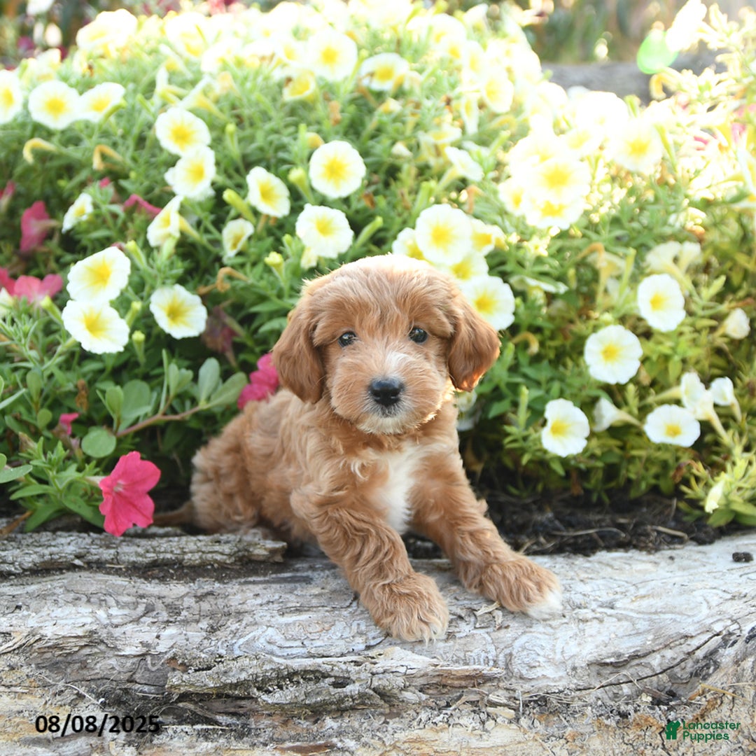 Havapoo dogs for sale: Havapoo 5 puppies - Image 4