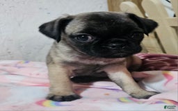 Pug dogs for sale: Shilo - Image 7