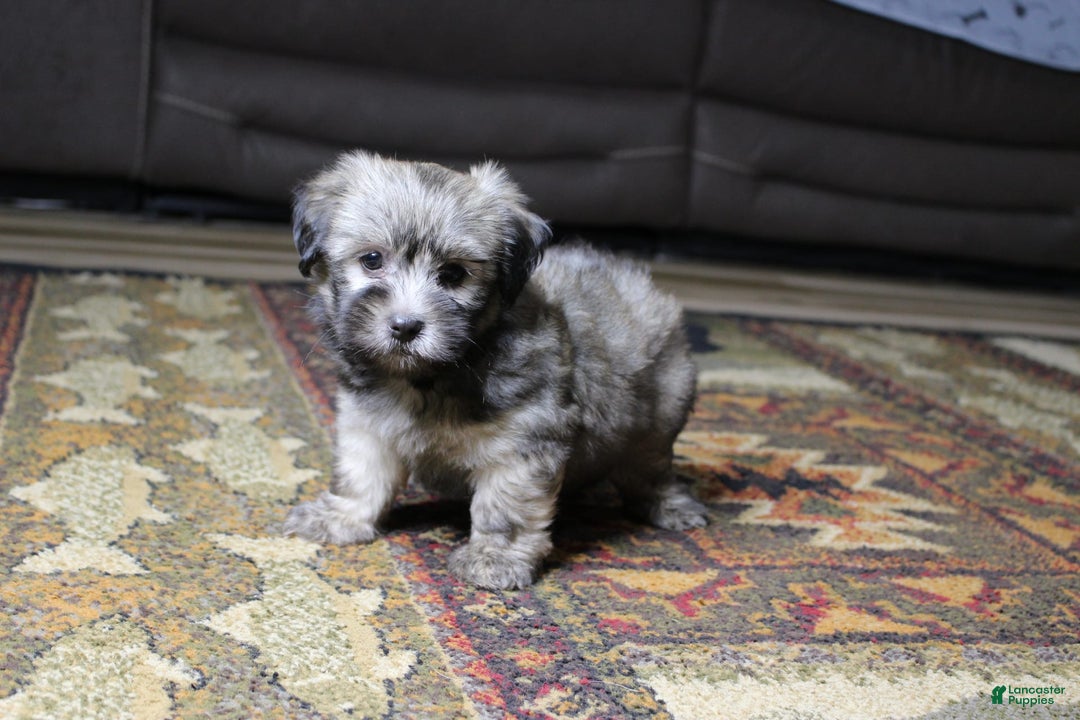 Havanese dogs for sale: Charlie - Image 2