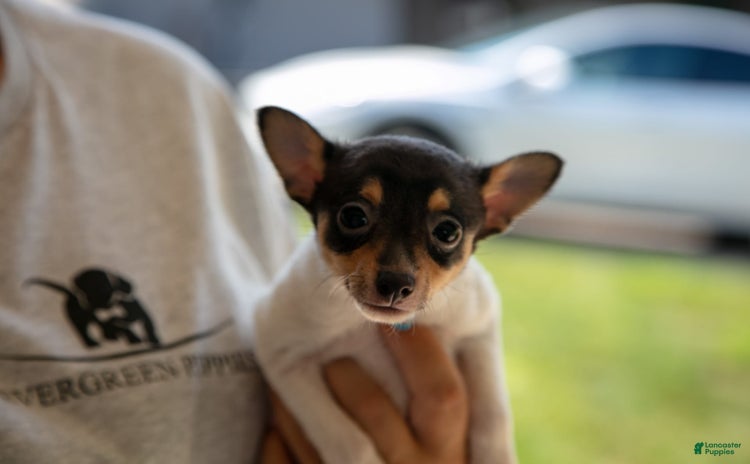 Toy Fox Terrier dogs - Advert 9