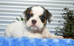 Beabull dogs for sale: Violet - Image 2