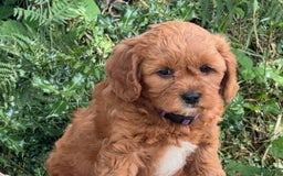 Cavapoo dogs for sale: Derby - Image 1