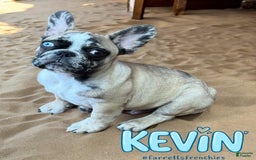 French Bulldog dogs for sale: Kevin - Image 9