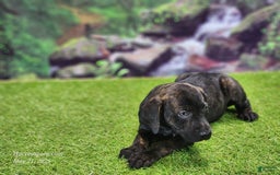 Catahoula Leopard Dog dogs for sale: Jesse 2025 Female 2 - Image 5