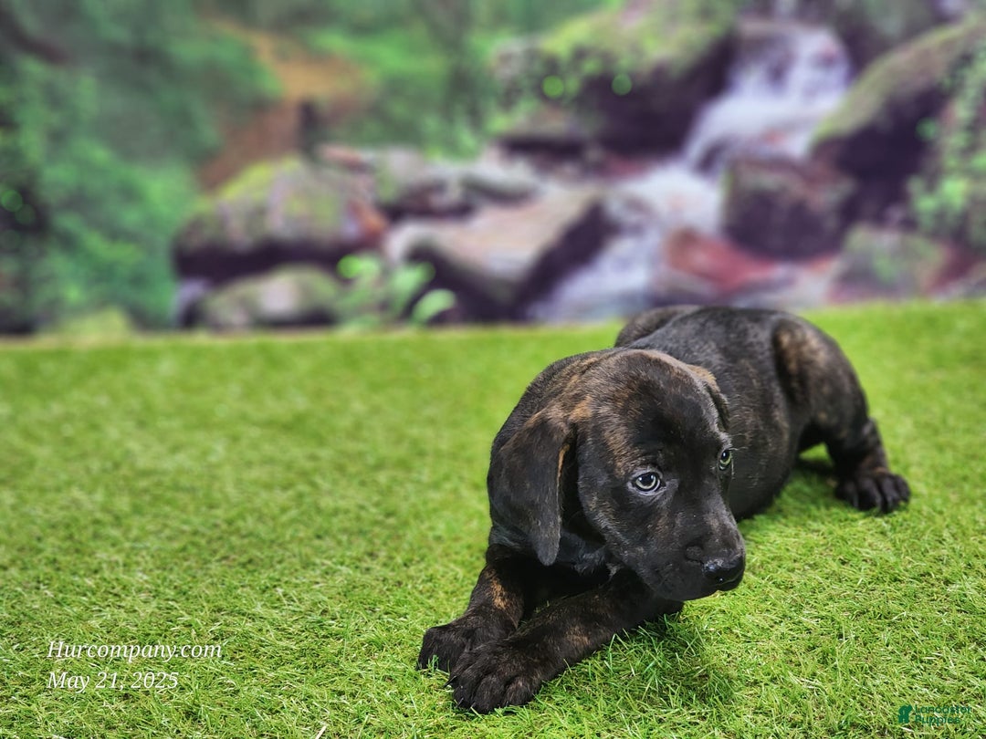 Catahoula Leopard Dog dogs for sale: Jesse 2025 Female 2 - Image 5