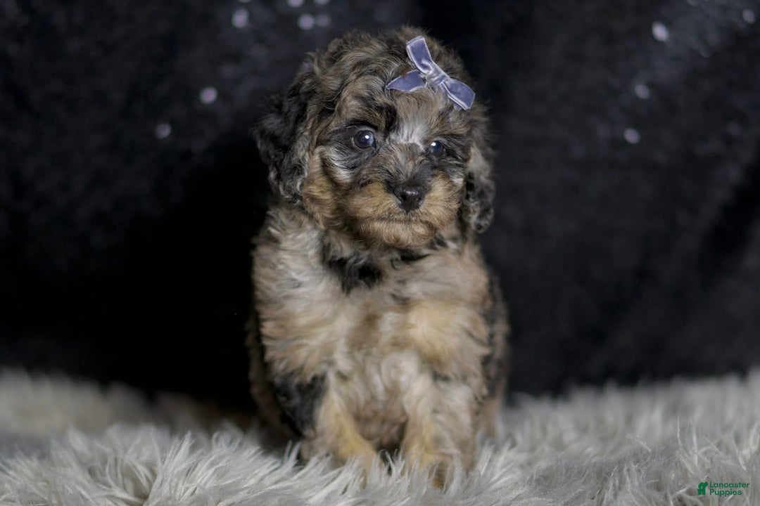 Maltipoo dogs for sale: Steele - Image 3