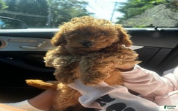 Cockapoo dogs for sale: Koko - Image 4