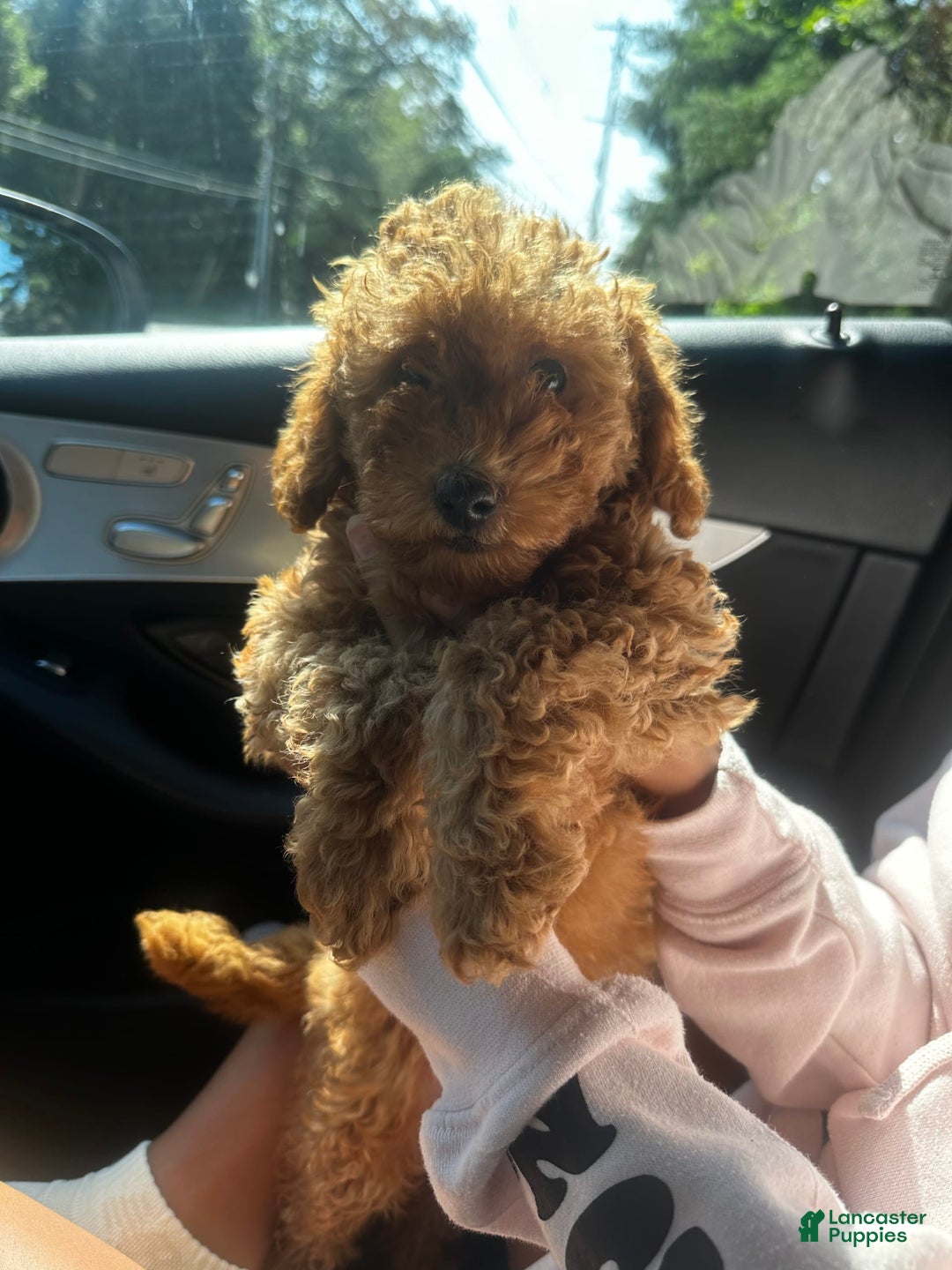 Cockapoo dogs for sale: Koko - Image 4