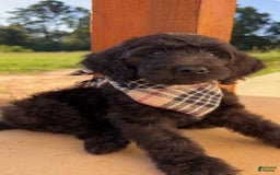 Goldendoodle dogs for sale: Tucker - Image 1