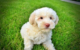 Havapoo dogs for sale: Valentino - Image 10