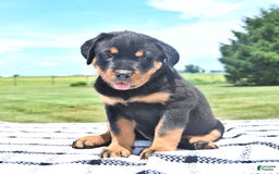 Rottweiler dogs for sale: Duke - Image 9