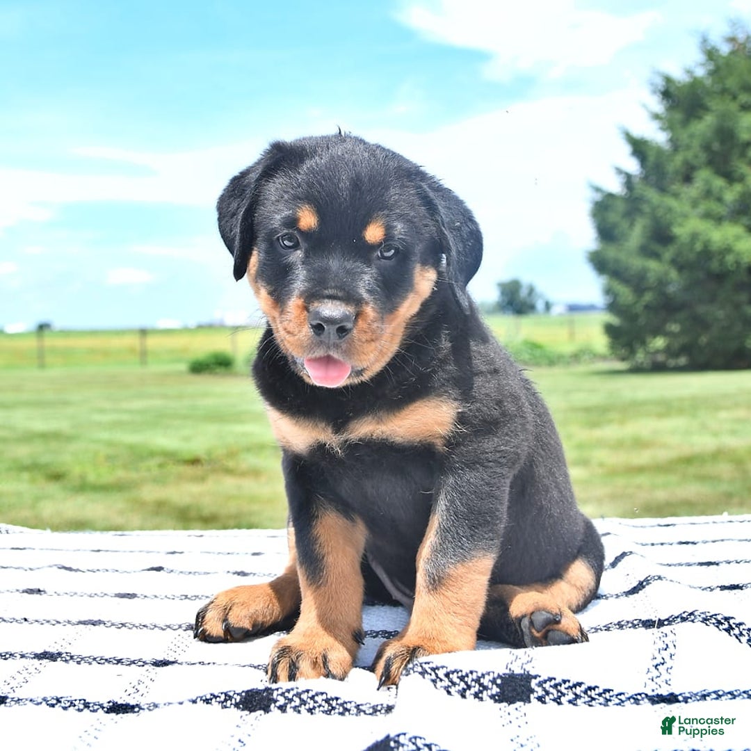 Rottweiler dogs for sale: Duke - Image 9