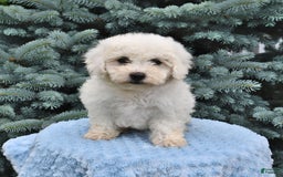 Bichon Frise dogs for sale: Asher - Image 4