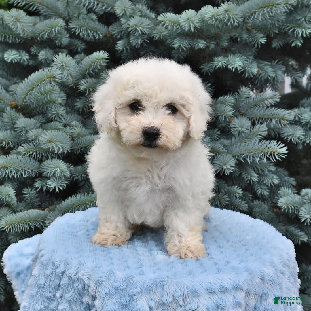 Bichon Frise dogs for sale: Asher - Image 4