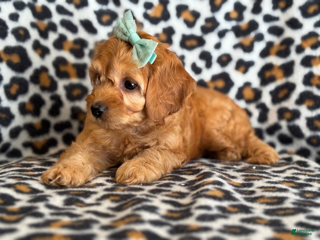 Cockapoo dogs for sale: Bella - Image 7