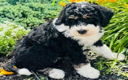 Bernedoodle dogs for sale: Sandy - Image 3
