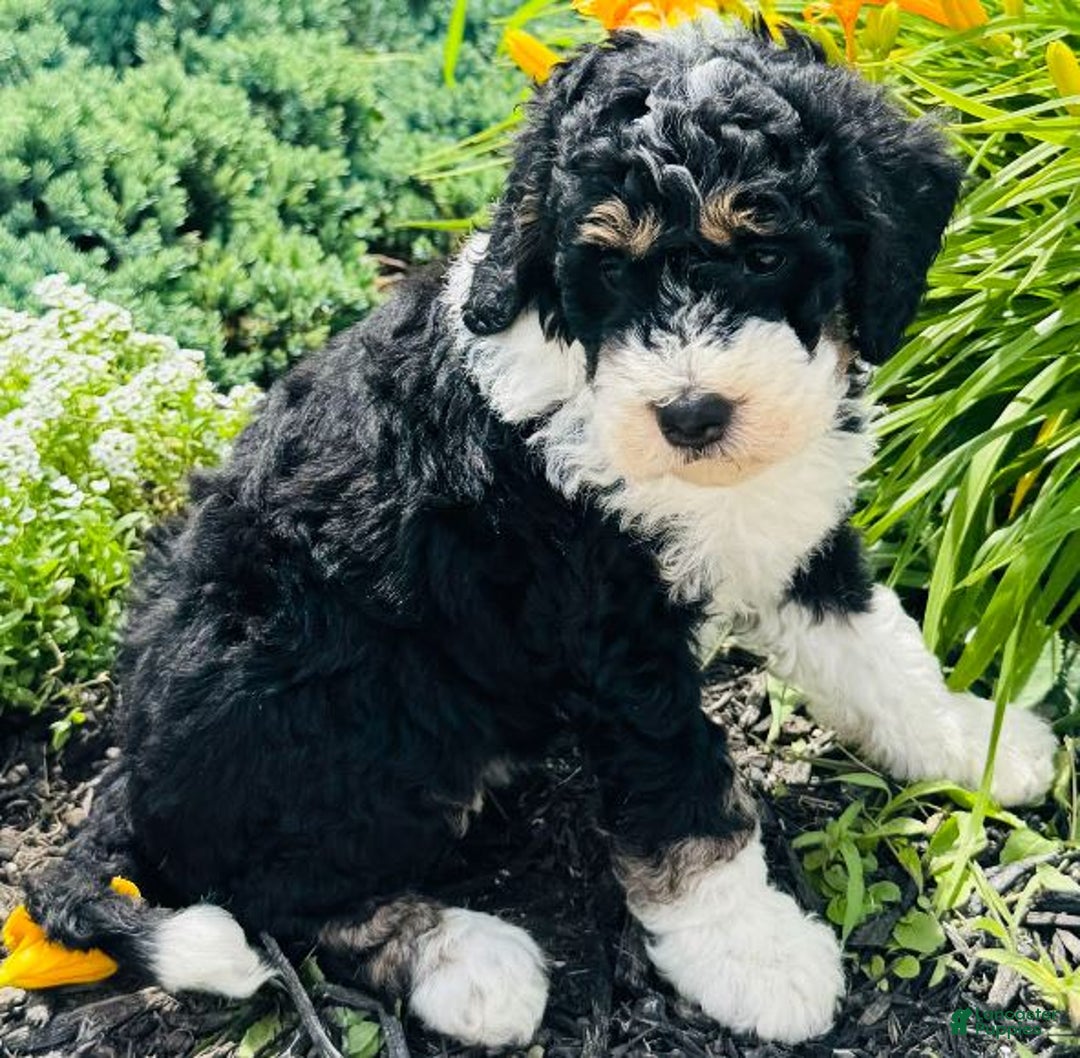 Bernedoodle dogs for sale: Sandy - Image 3