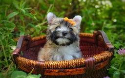 Morkie dogs for sale: Rare Gold Flame - Image 1