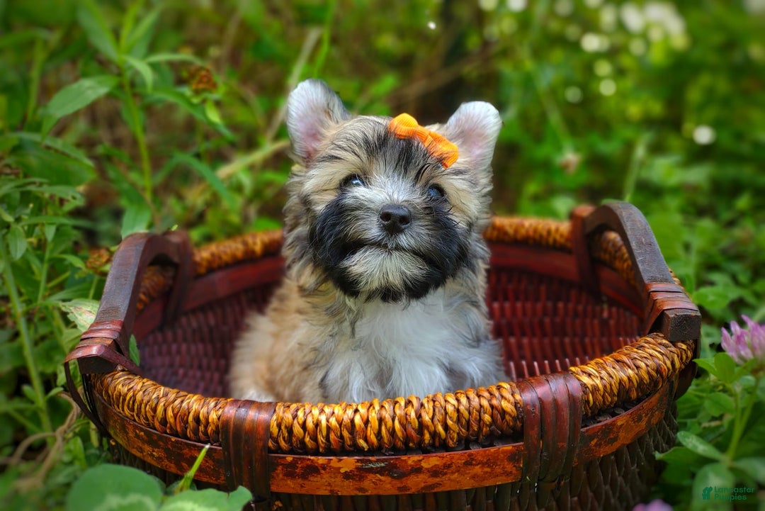Morkie dogs for sale: Rare Gold Flame - Image 1