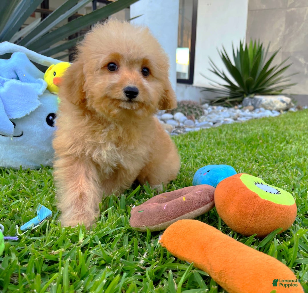 Maltipoo dogs for sale: King Jr - Image 2