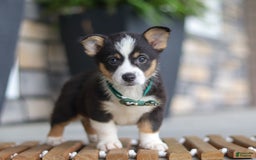 Welsh Corgi Pembroke dogs for sale: Archie - Image 4