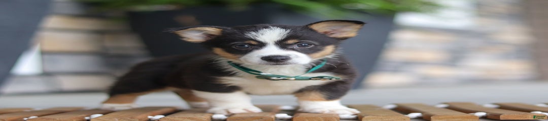 Archie