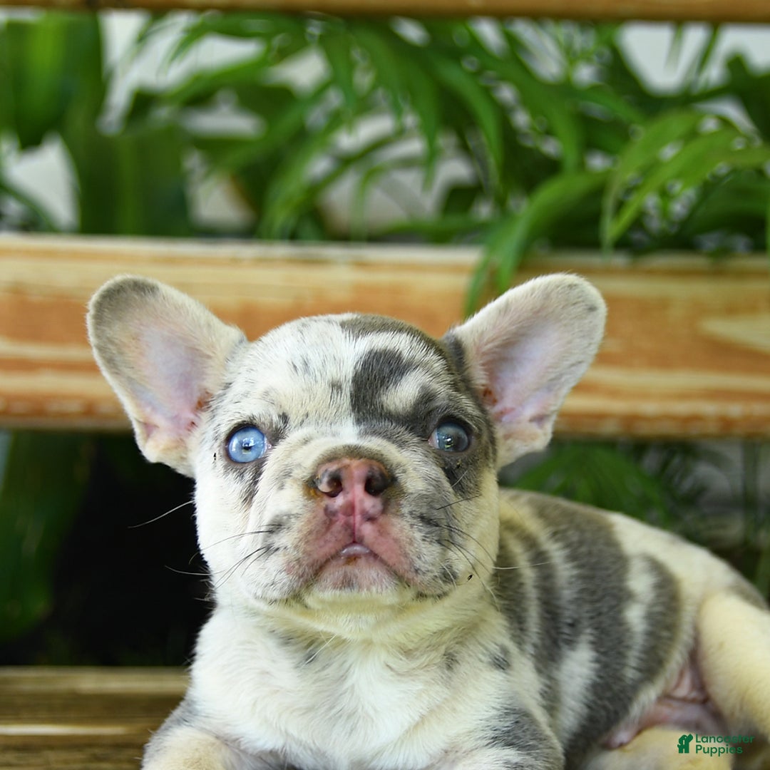 French Bulldog dogs for sale: Wiggles - Image 5