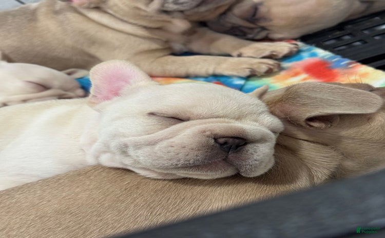 French Bulldog dogs for sale - Ad 1
